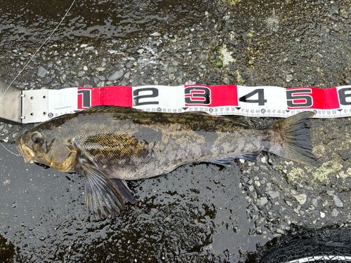 アイナメの釣果