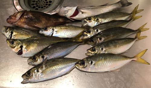 磯子海づり施設