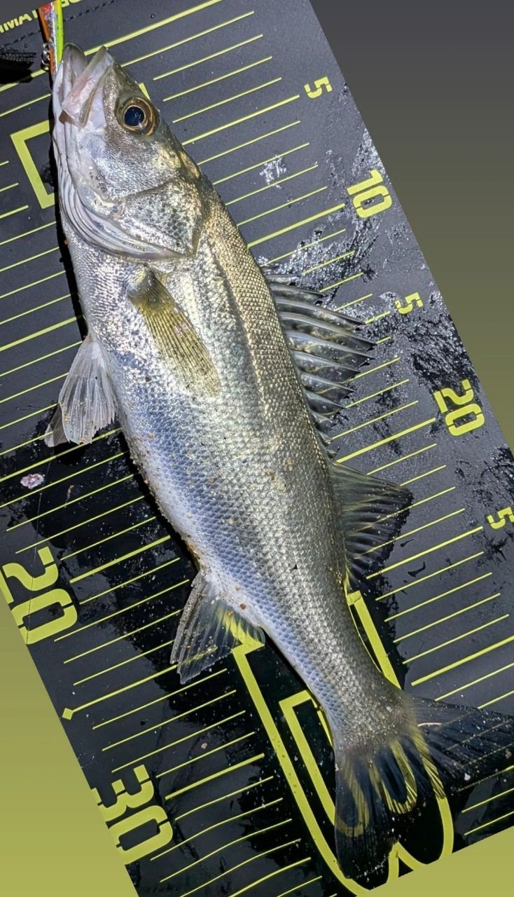 SHIMANO 19スコーピオン 2702R-2の最安値・インプレ・釣果 | 本音の