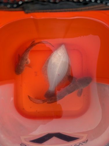 小名浜港市場前