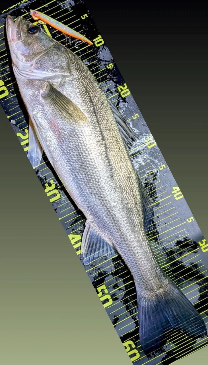 SHIMANO 19スコーピオン 2702R-2の最安値・インプレ・釣果 | 本音の