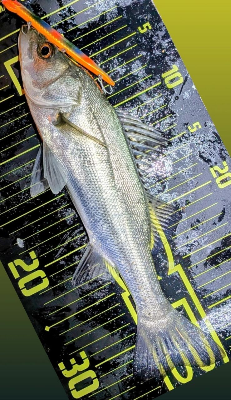 SHIMANO 19スコーピオン 2702R-2の最安値・インプレ・釣果 | 本音の