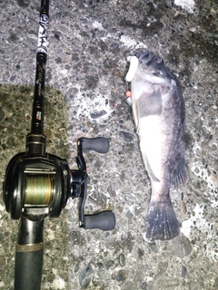 クロソイの釣果