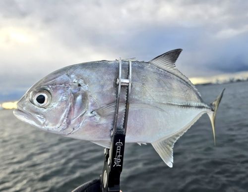 ギンガメアジの釣果