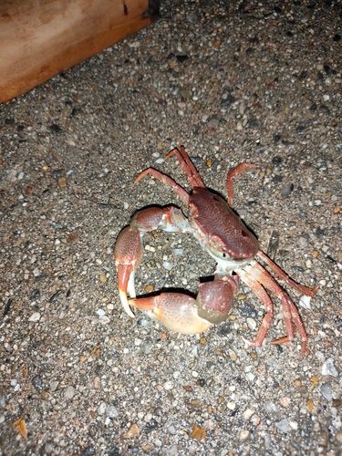 碧南海釣り公園