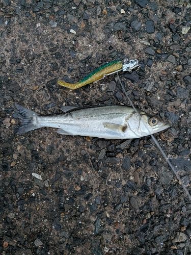 東京湾（アクアライン〜富津）