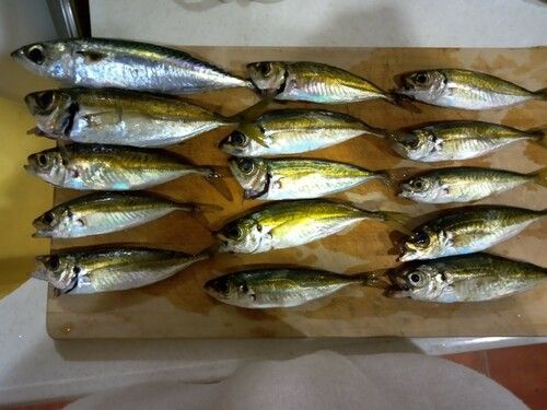 アジの釣果