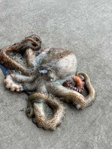 本牧海づり施設