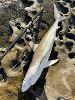 サメの釣果