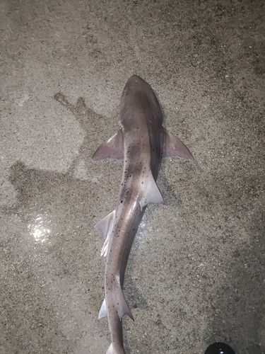 金沢水際線緑地（福浦岸壁）