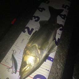 フッコ（マルスズキ）