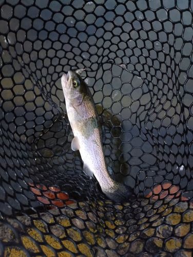 ベリーパーク in FISH ON! 王禅寺