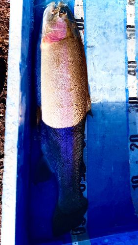 エンゼルフォレスト那須白河