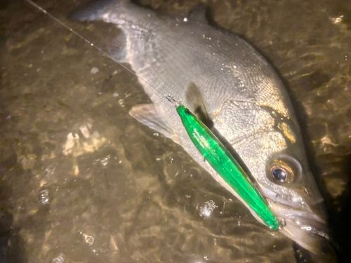 ヒラスズキの釣果