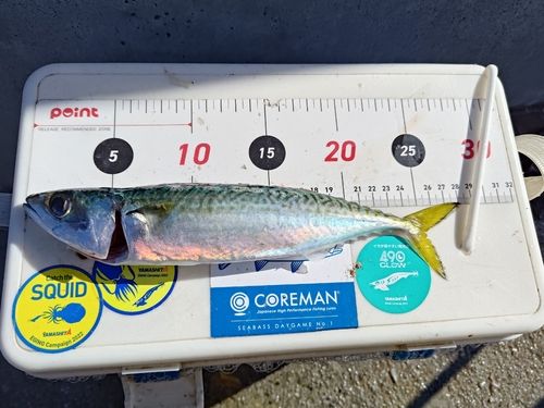 サバの釣果