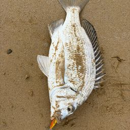 ミナミクロダイ