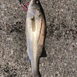 セイゴ（ヒラスズキ）