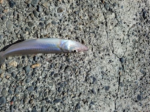 シロギスの釣果