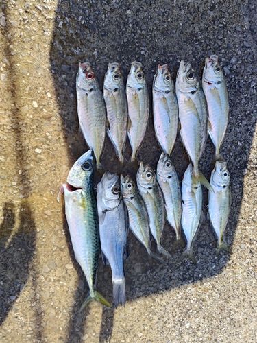 金沢水際線緑地（福浦岸壁）