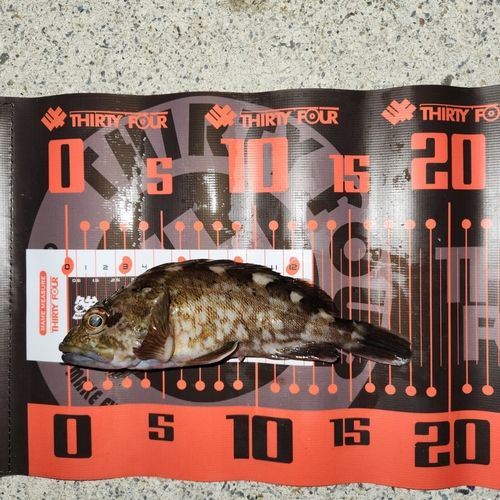 常滑りんくう釣り護岸