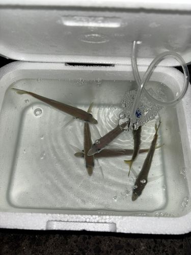 シーサイドコスモ釣り解放区