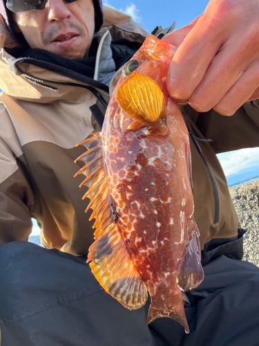 キジハタの釣果