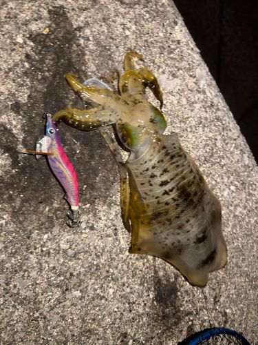 アオリイカの釣果