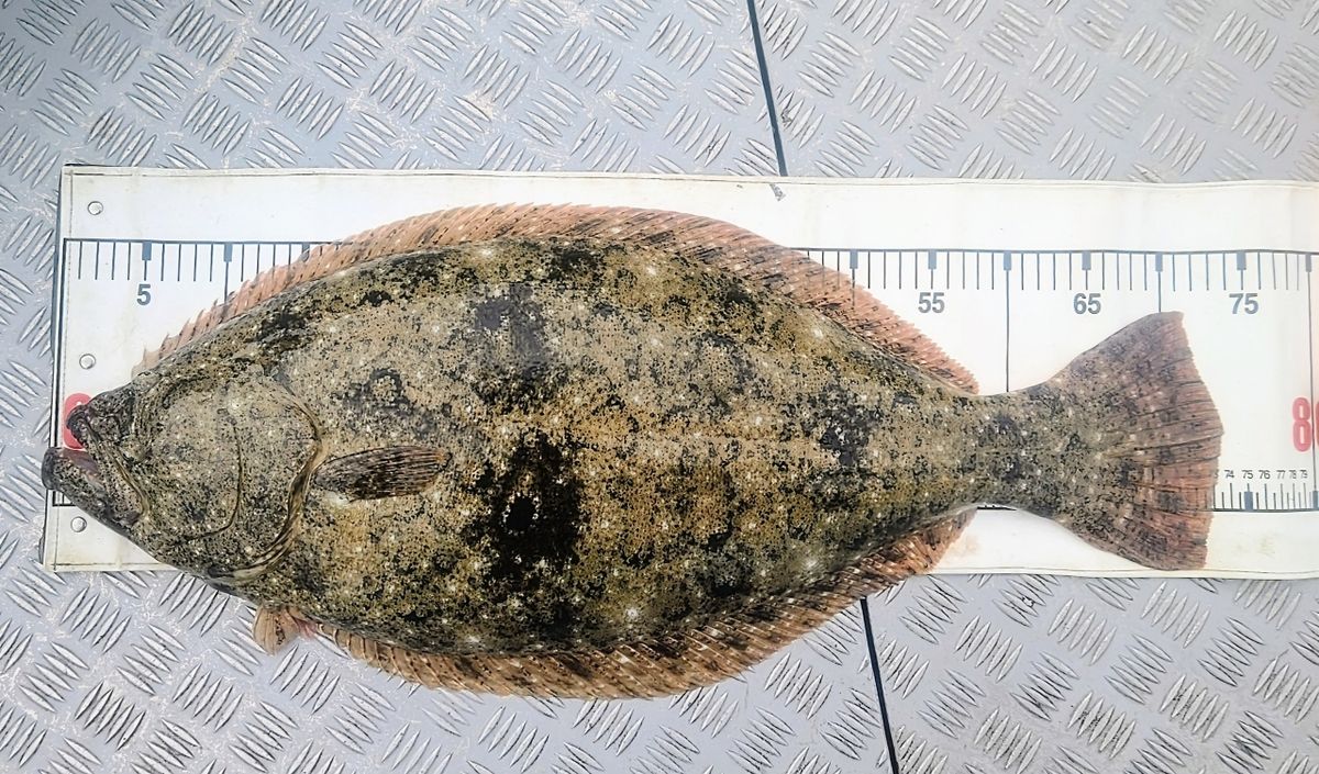 アツ内藤さんの釣果 1枚目の画像