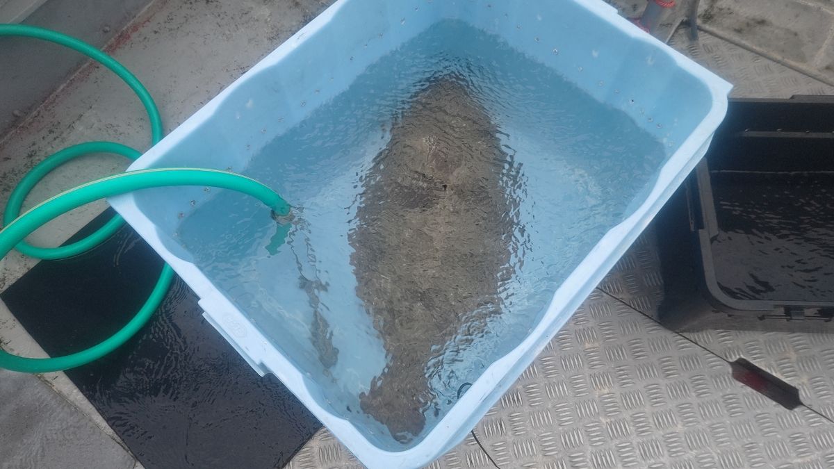 アツ内藤さんの釣果 3枚目の画像