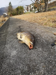 コイの釣果