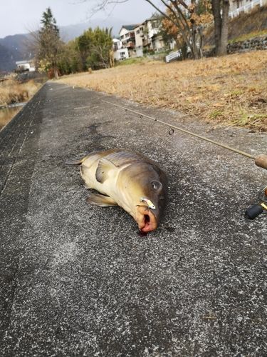 コイの釣果