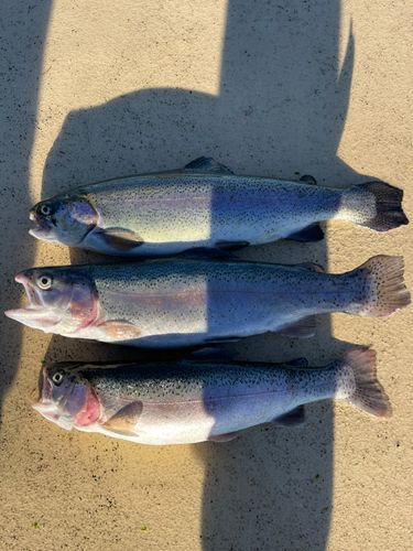 ニジマスの釣果