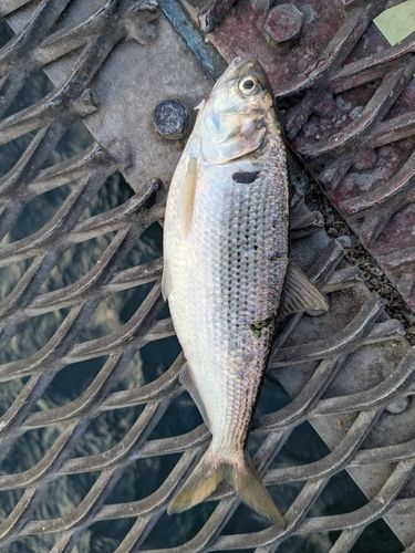 本牧海づり施設