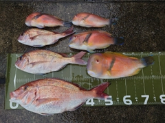 オオモンハタの釣果