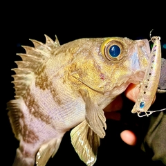 メバルの釣果