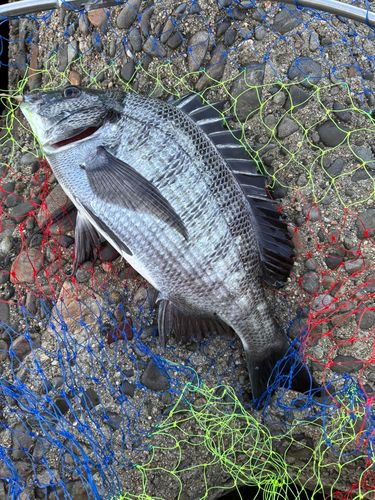 チヌの釣果