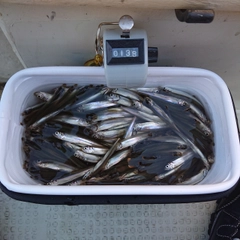 ワカサギの釣果