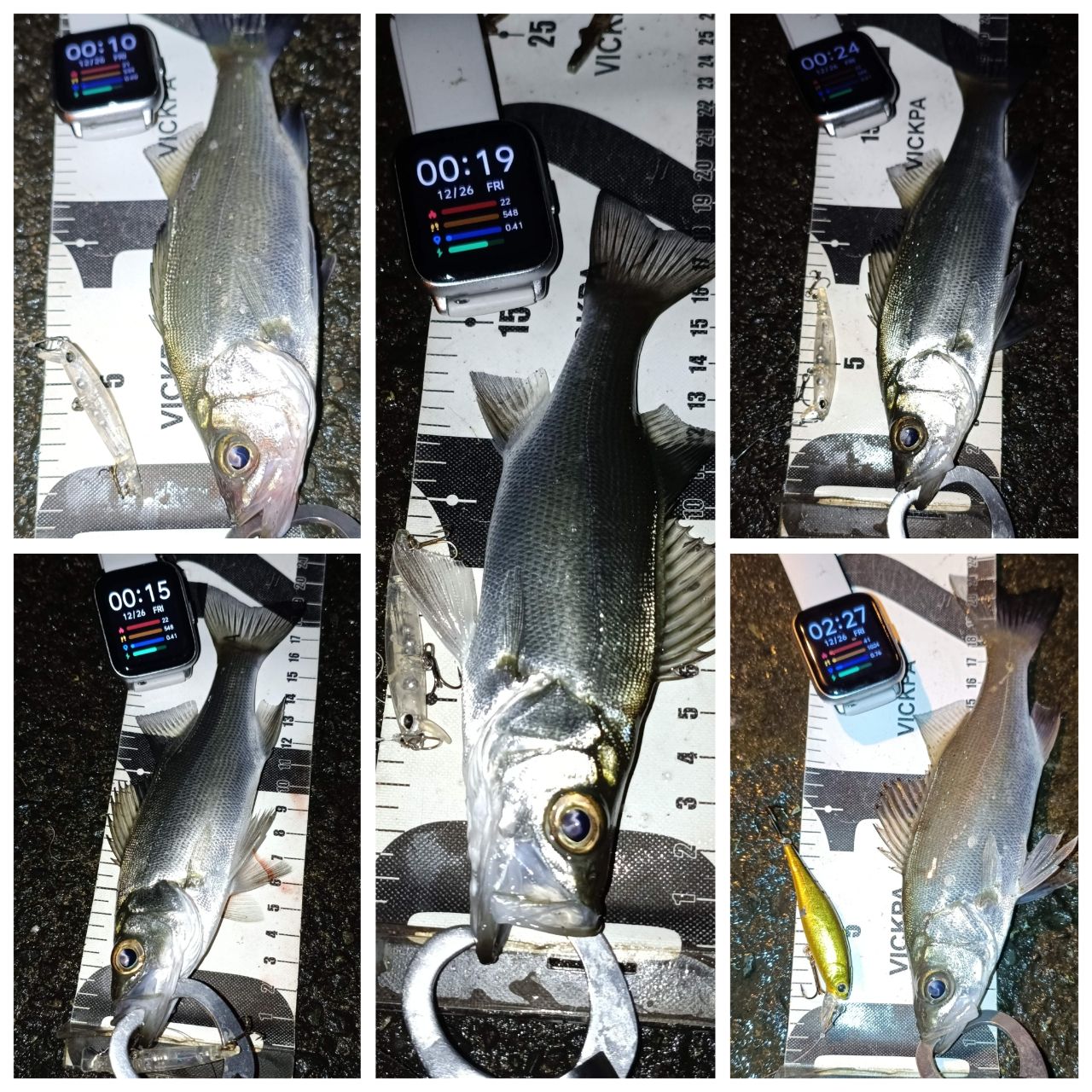 セイゴ（ヒラスズキ）