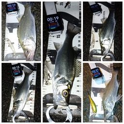 セイゴ（ヒラスズキ）