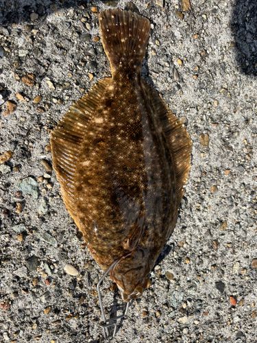平磯海づり公園