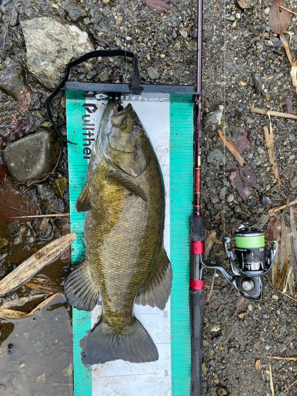 スモールマウスバス