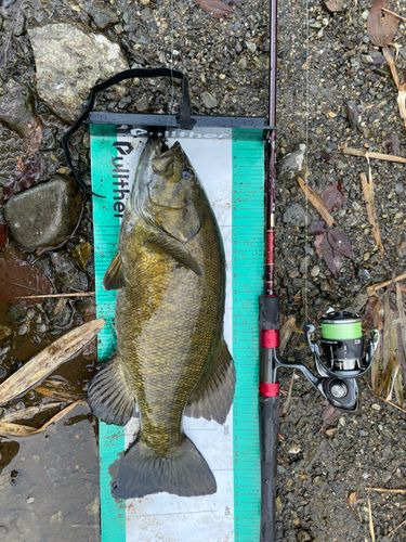 スモールマウスバスの釣果