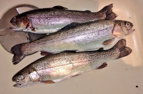 ニジマスの釣果