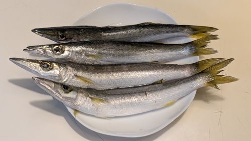カマスの釣果