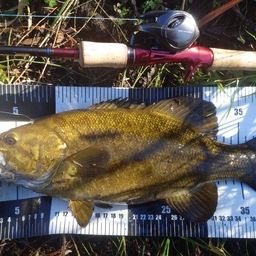 スモールマウスバス