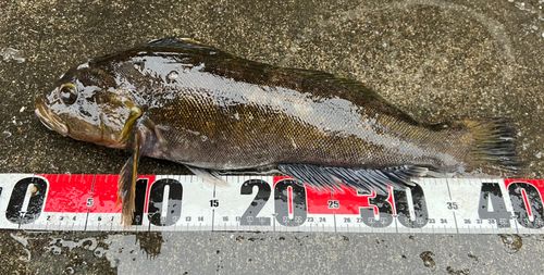 アイナメの釣果