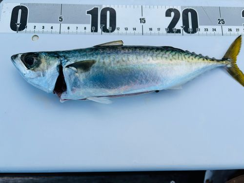 東京湾（アクアライン〜富津）