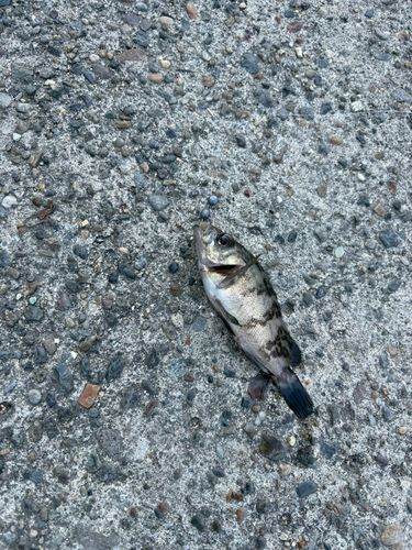 若洲海浜公園海釣り施設