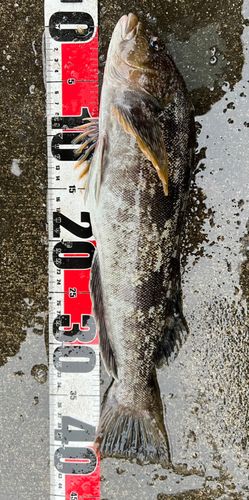 アイナメの釣果