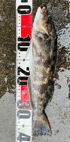 アイナメの釣果